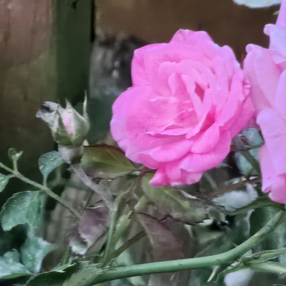 Meet your Posher, Tanya - Picture 2 of 2